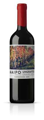 Ungrafted Carmenère
