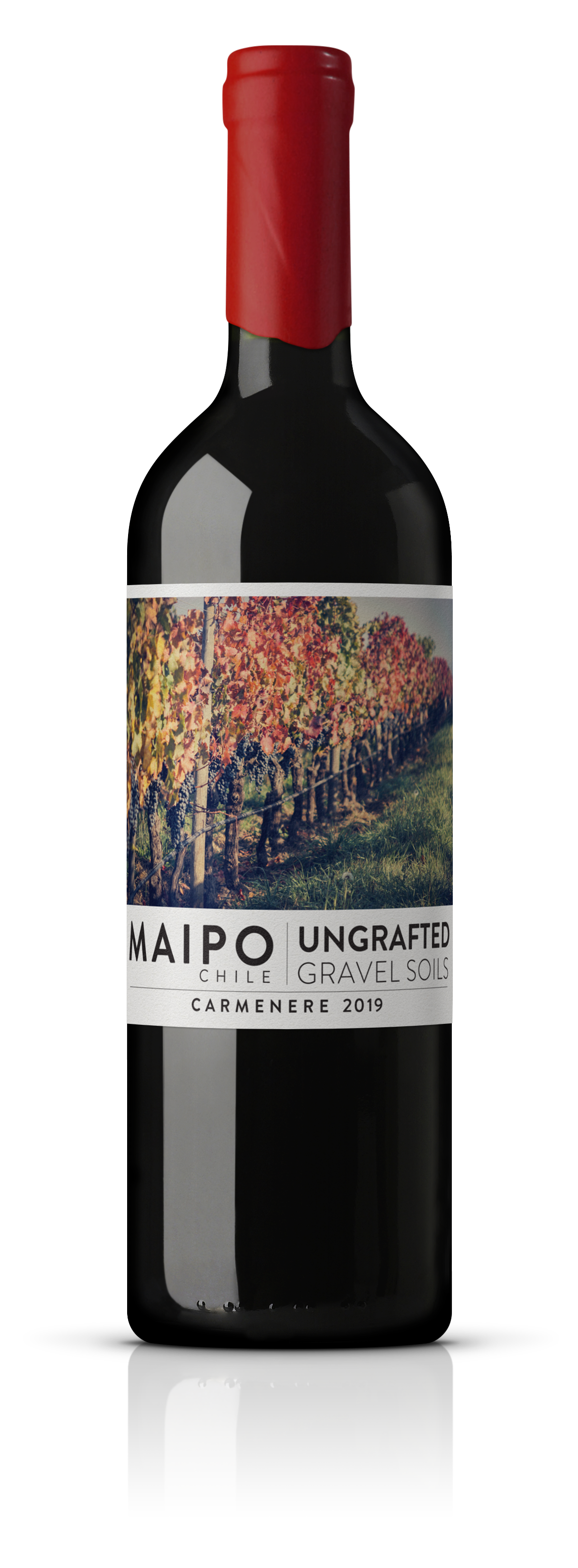 Ungrafted Carmenère