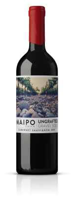 Ungrafted Cabernet Sauvignon