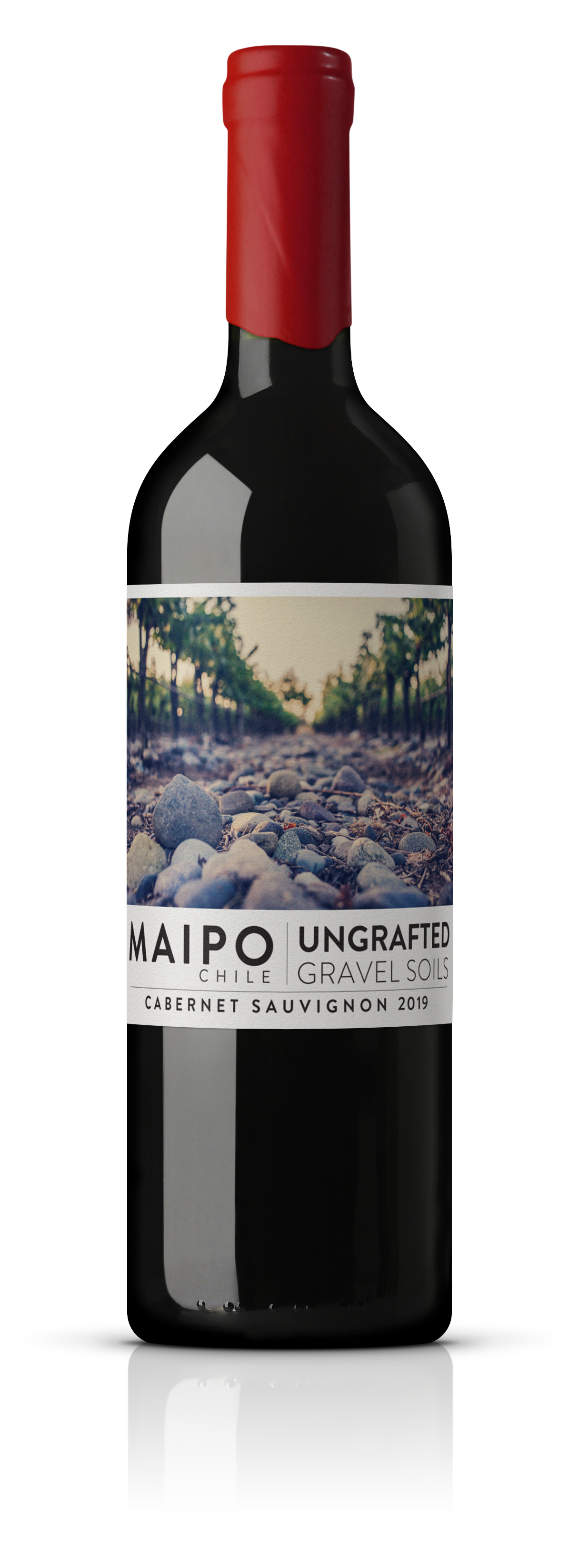 Ungrafted Cabernet Sauvignon