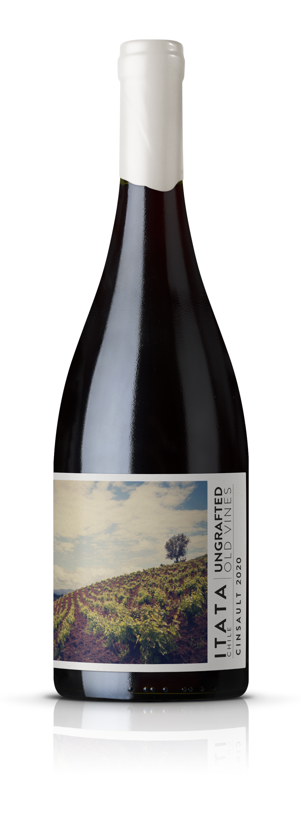Ungrafted Cinsault