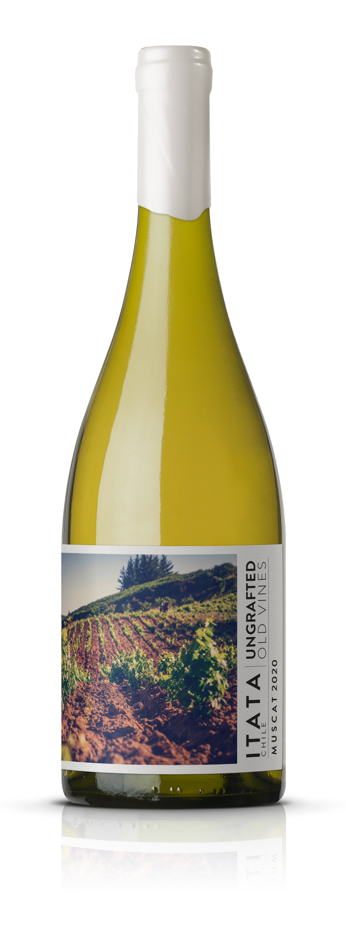 Ungrafted Muscat