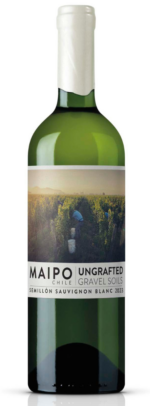 Ungrafted Semillón - Sauvignon Blanc