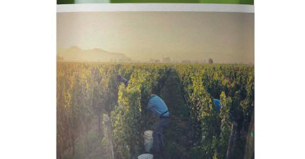 Ungrafted Semillón - Sauvignon Blanc